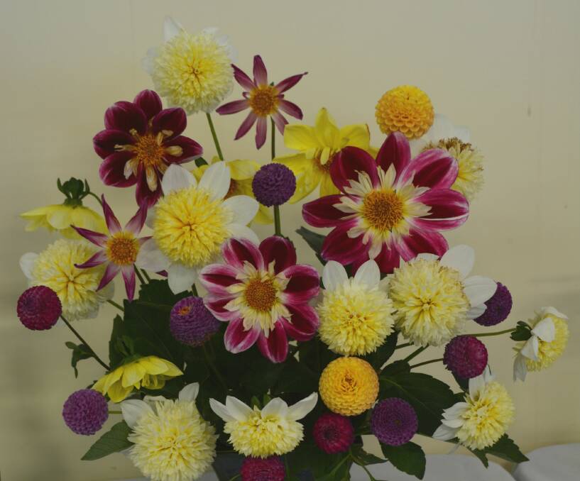 Mr and Mrs Balch did well with their dahlias at this year's Tenterfield Show. Will they be back for the Horticultural Society's Dahlia and Cut Flower Show this Saturday?