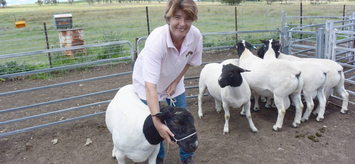 LINE 'EM UP: Show steward Tracy Hutchings is encouraging Dorper breeders to enter the Tenterfield Show for the experience and to promote the meat breed.