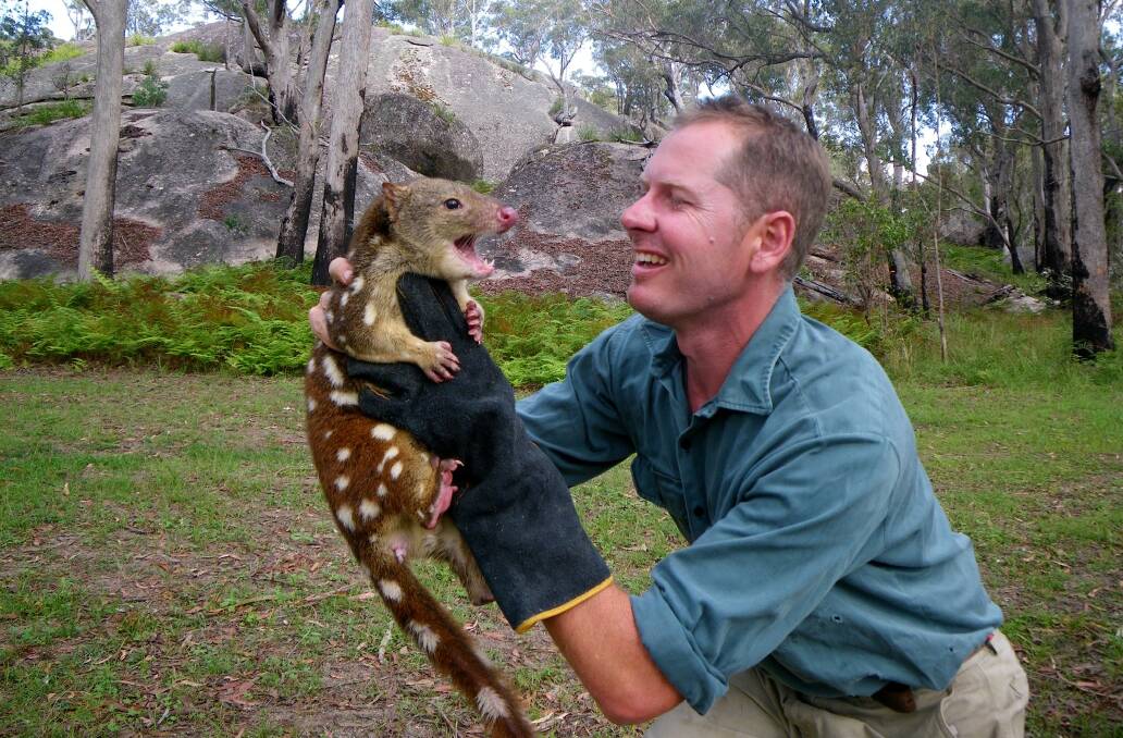 Give a quoll a home: Steve Haslam with one of his spotted friends. Photo: Quoll HQ.