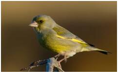 The European Greenfinch is just one of the species to draw birdwatchers to the district.