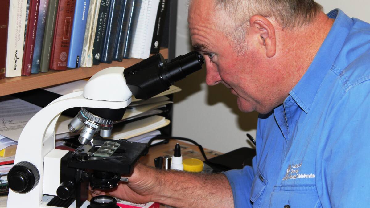Northern Tablelands Local Land Services District Vet, Andrew Biddle, conducts a Barber's Pole Worm egg count.