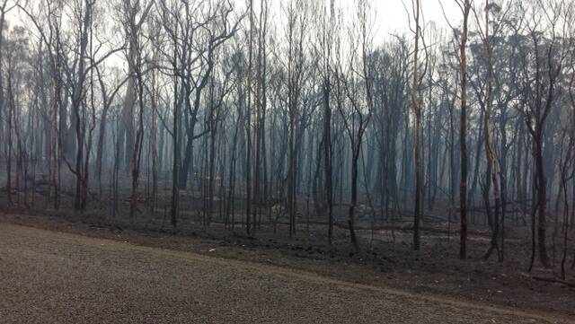 The eastern side of Mt Lindesay Road had a build-up of fuel, and was devastated by the fire. Photo by Gary Verri.