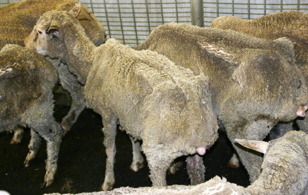 Ill-thrift in sheep is a typical symptom of Ovine Johnes Disease.
