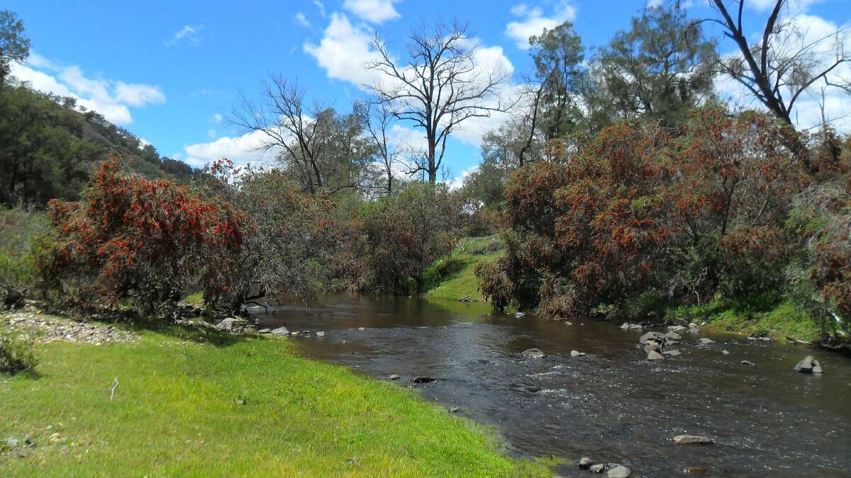 Threatened species: Weeping Bottlebrush overhangs Mole River where four threatened fish species survive in natural flowing habitats Photo: Bruce Norris.
