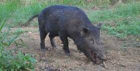 Due to their need to wallow feral pigs are attracted to waterholes, creating trapping opportunities. (Photo: NSW DPI)