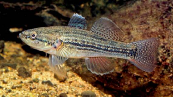 RARITY: Tenterfield boasts the last remaining wild population of purple-spotted gudgeon, and Ozfish is keen to see the population thrive. Photo: NSW DPI.