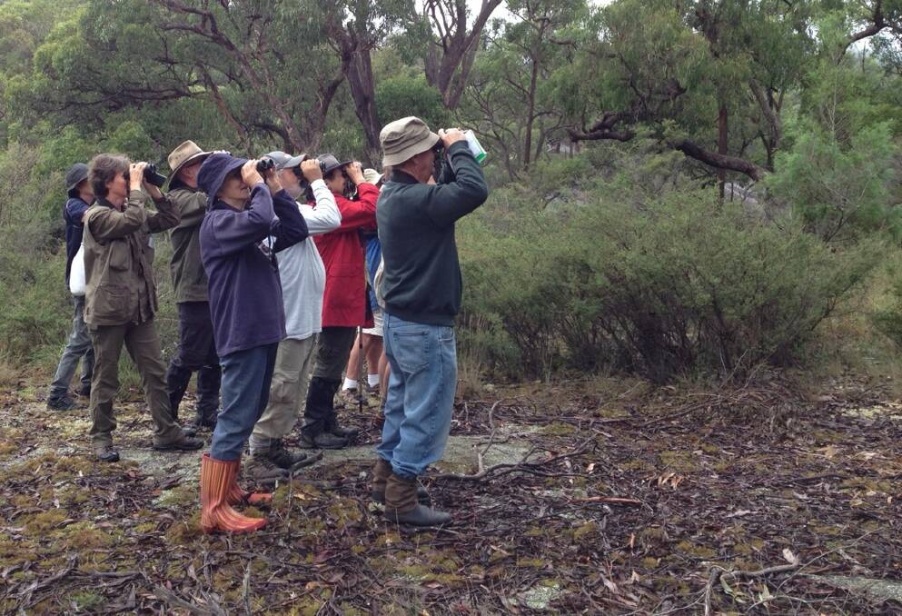 Tenterfield Naturalist Janet White guided participants on a birdwatching adventure in Boonoo Boonoo National Park last year when 60 members of Birdlife Northern NSW spent the weekend in the district. (Note that the Tenterfield Naturalists and Birdwatching Institute are not connected.)