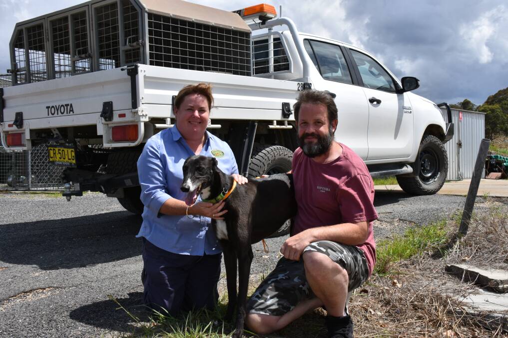 Tenterfield Shire Council ranger Leah Osborne with Davis the greyhound after his extended stay came to a conclusion when he was reunited with owner Hamish Creaser.