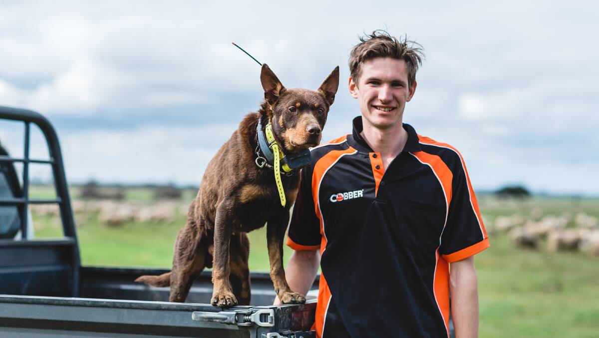 Victorian competitor Henry Lawrence and his Kelpie Boof won last year's Cobber Challenge, during which Boof ran over 630km at an average of 10.62km/h.