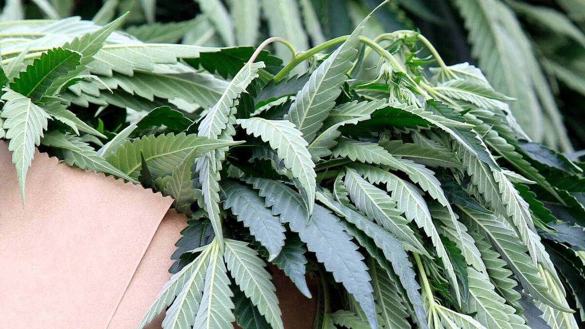 A greenhouse growing 47 cannabis plants has been discovered behind a house in Jennings. (Stock photo.)