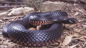 Red belly black snake. (Photo from qm.qld.gov.au.)