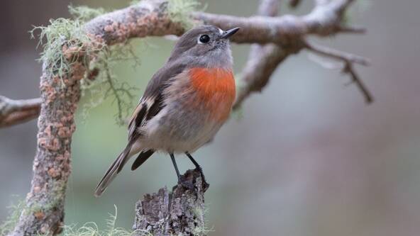 A female Scarlet Robin photographed at "Currawong" by Neil Fordyce.