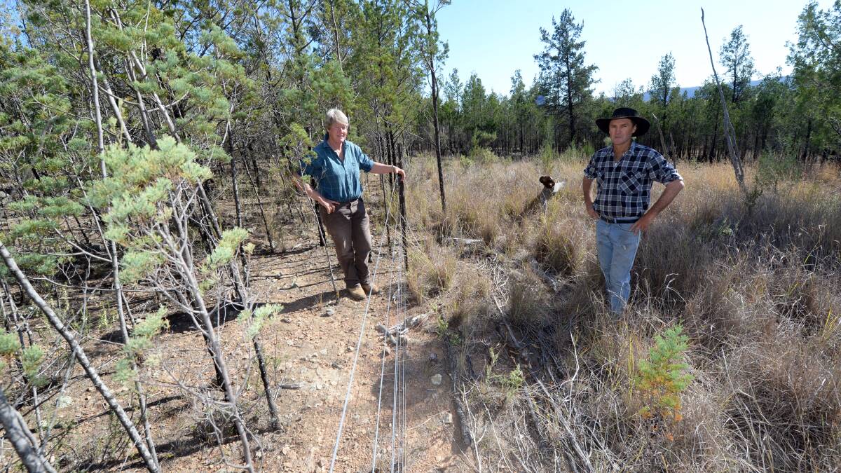 Farmers Sandra Smith and Andrew Hynes at the Mole Valley with invasive pine, demonstrating the bare dirt under retained pine forest contrasting with the treated area where the trees were removed and grasses and groundcovers have grown back. (Photo courtesy of The Land.)