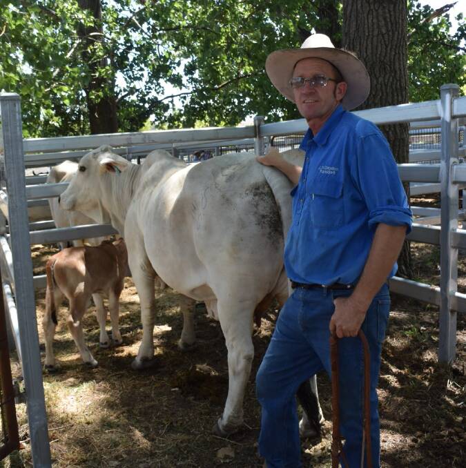 John Claydon of "Springfield", Mingoola with his Grand Champion Beast of the prime cattle section of Tenterfield Show.