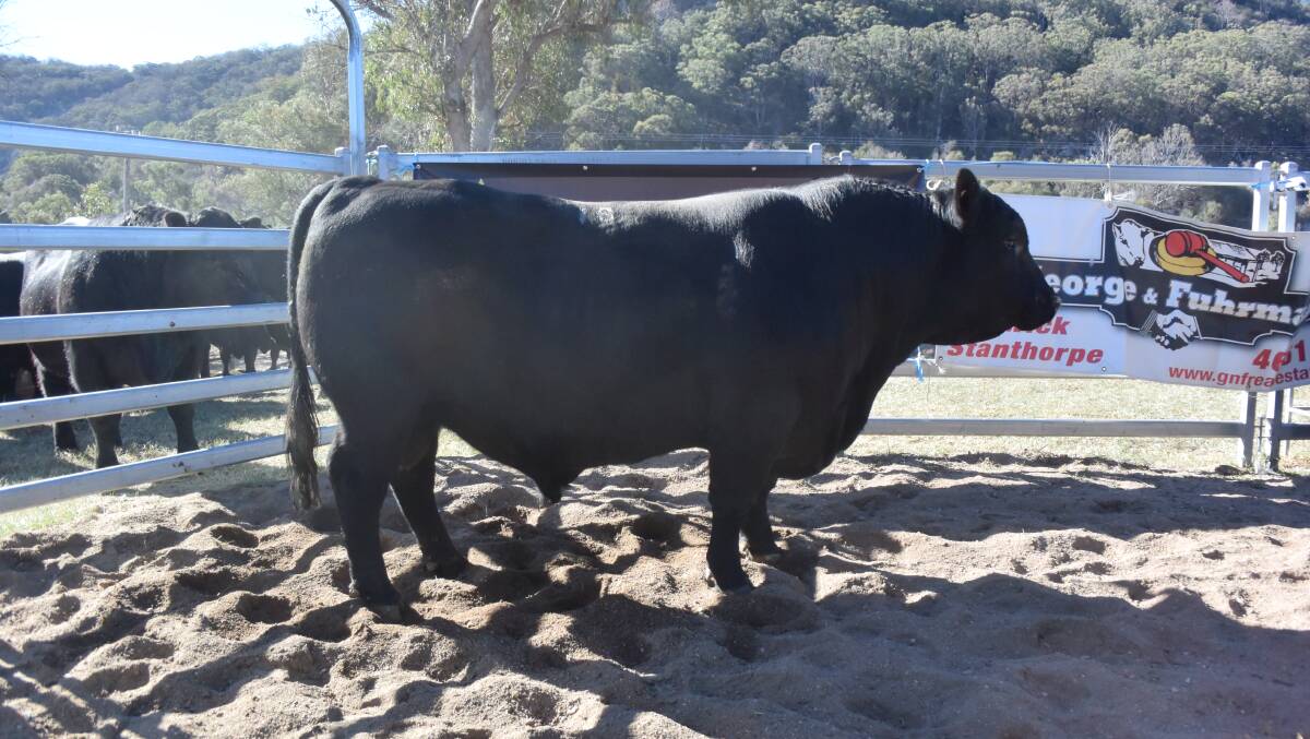 Top priced bull lot 16 Alumy Creek Compass N055 sold for $15,000 to Matt and Jackie Tennyson, Taroom, Qld.