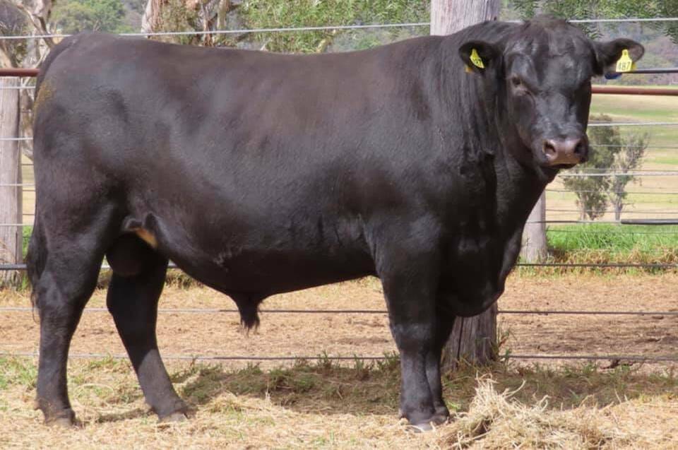 Top-priced Lot 3 AJC Q487, a 22 month bull weighing 842kg, is heading for breeding duties at JA & JA Waters, "Glendowe", Armidale.