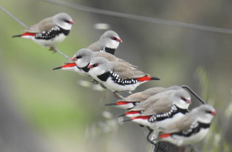 Stagonopleura guttata (Diamond Firetail), which lives in the Tenterfield Shire, has been described as the most spectacularly colourful of all finches. Source: Canberra Nature Map.