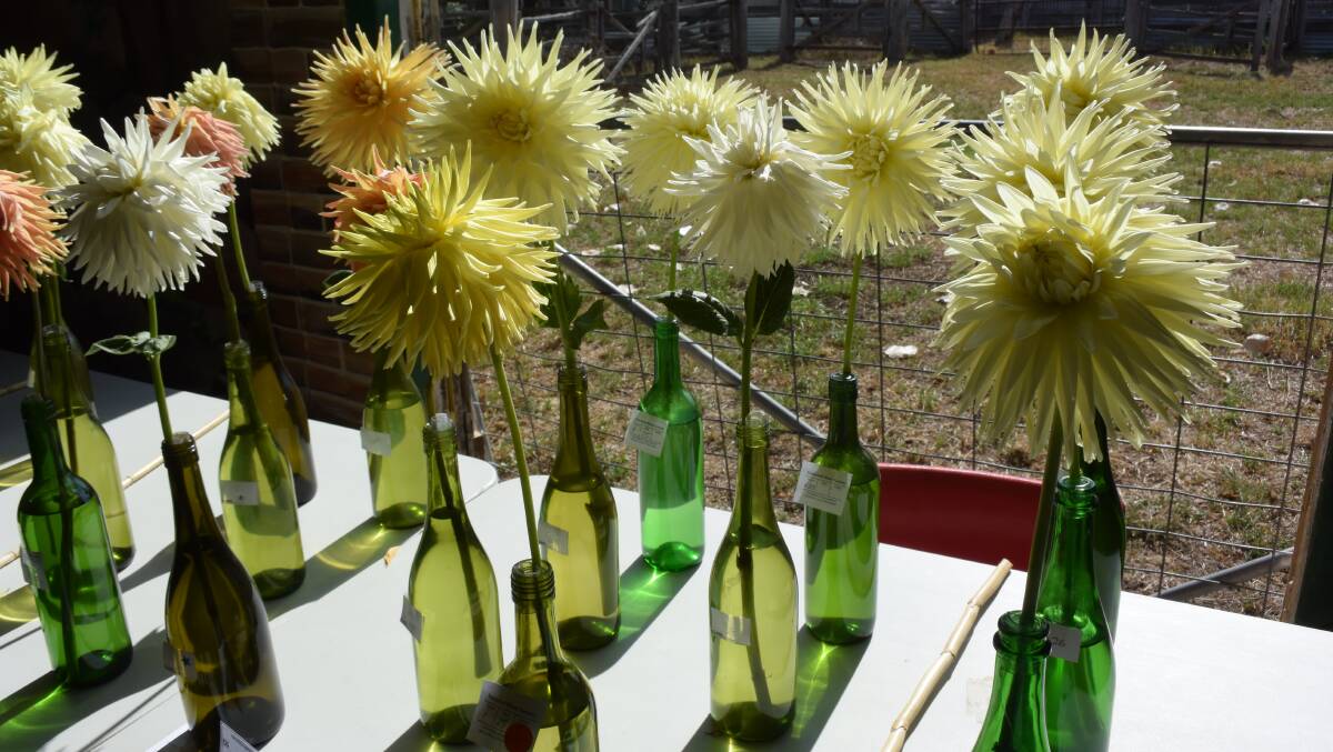 These dahlias were holding their heads high(ish) not long ago at the Tenterfield Show.