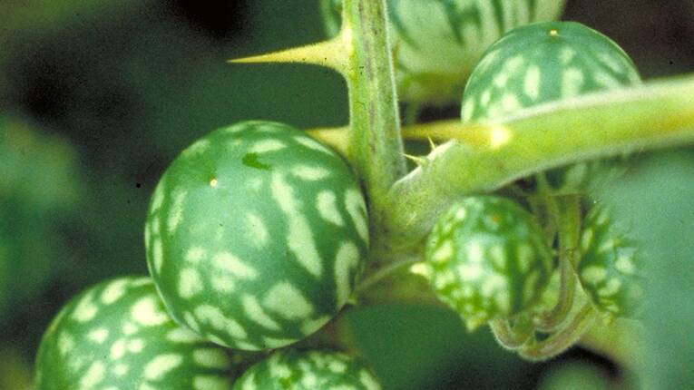 The tell-tale fruit of the Tropical Soda Apple plant. (Photo: NSW WeedWise)