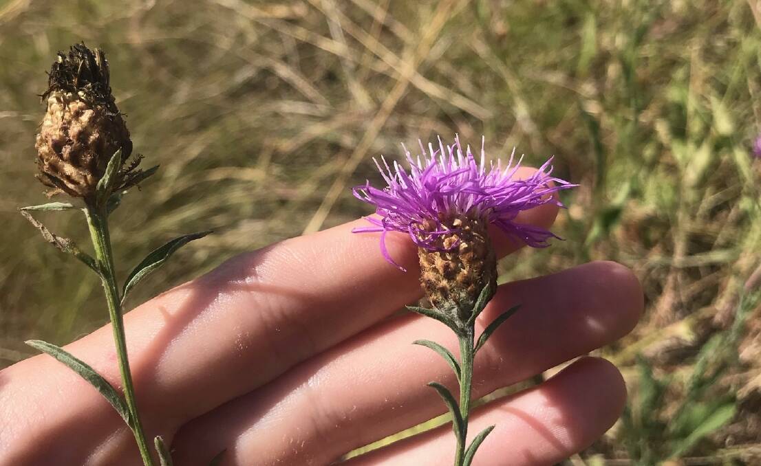 The black knapweed flower resembles that of the scotch thistle, but without the spines.