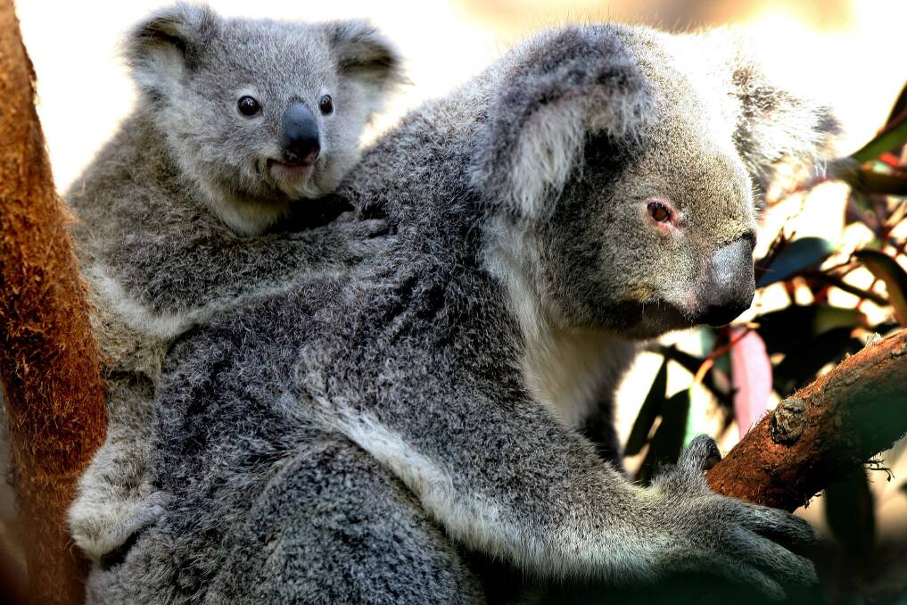 Northern Tablelands Local Land Services are asking landholders to keep an eye out for koalas for the Cool Country Koala research project. Photo: Getty Images