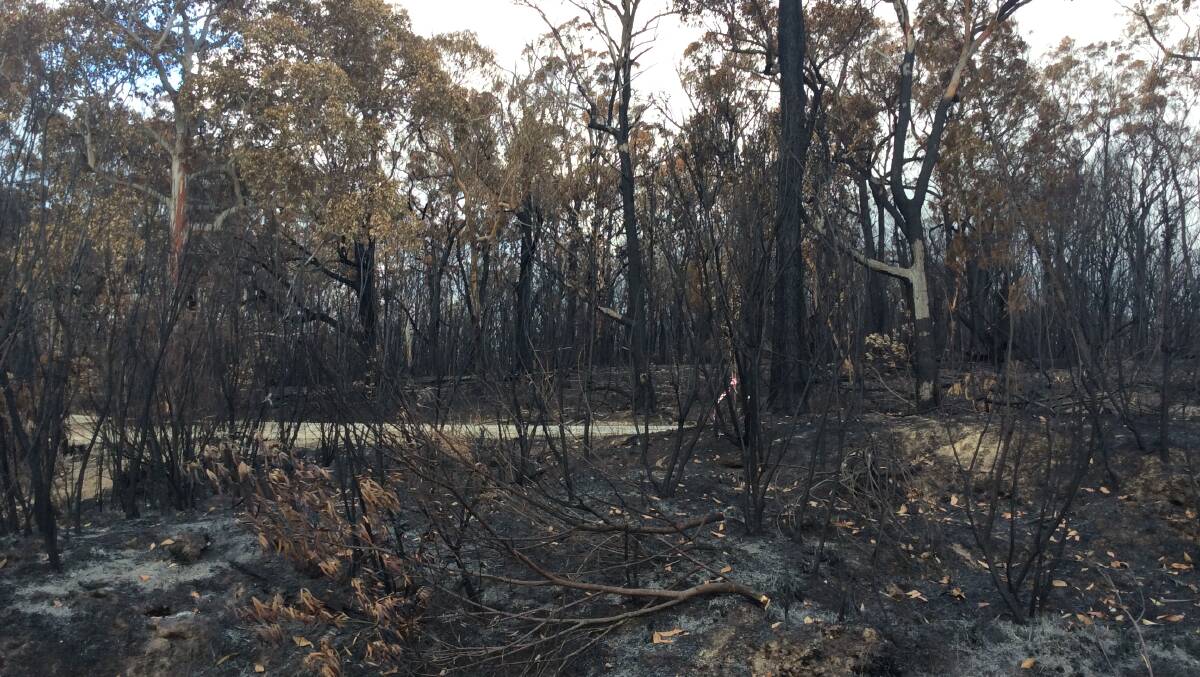 Some 29,000 hectares of bush was damaged by last month's fire.