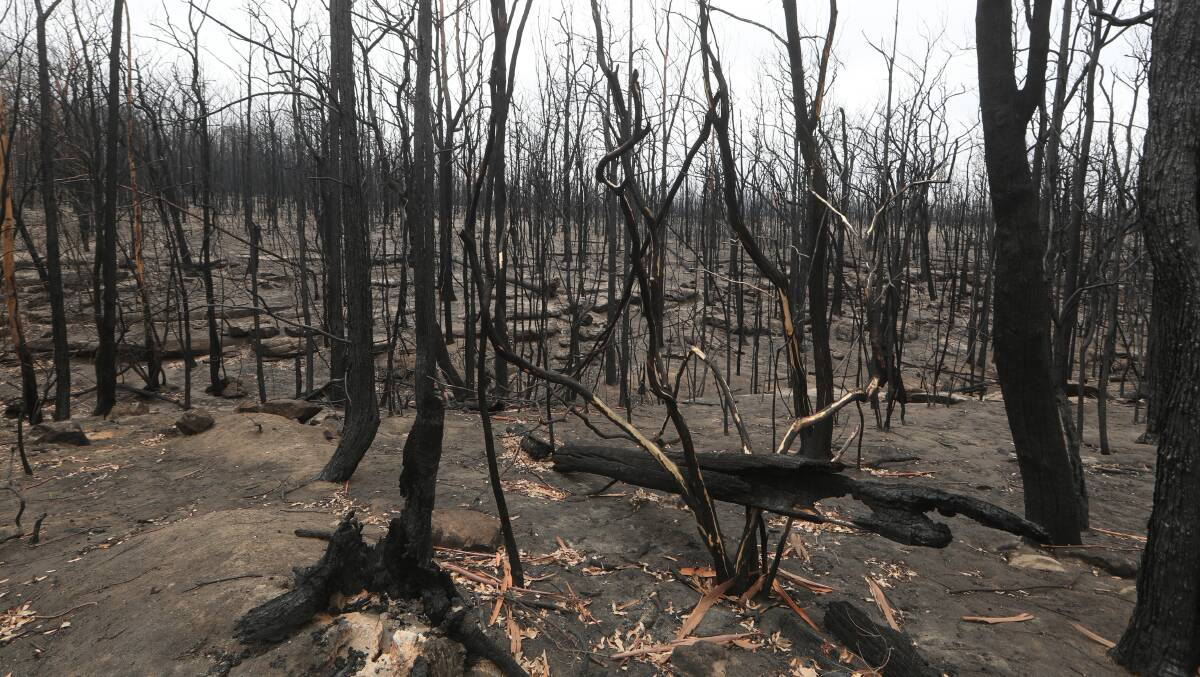 Once dense bush, Kangaroo Valley is now barren. Picture: Robert Peet