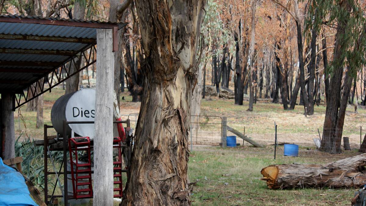 The Aitken's backyard, trees charred by fire stand just 20 metres from the house.