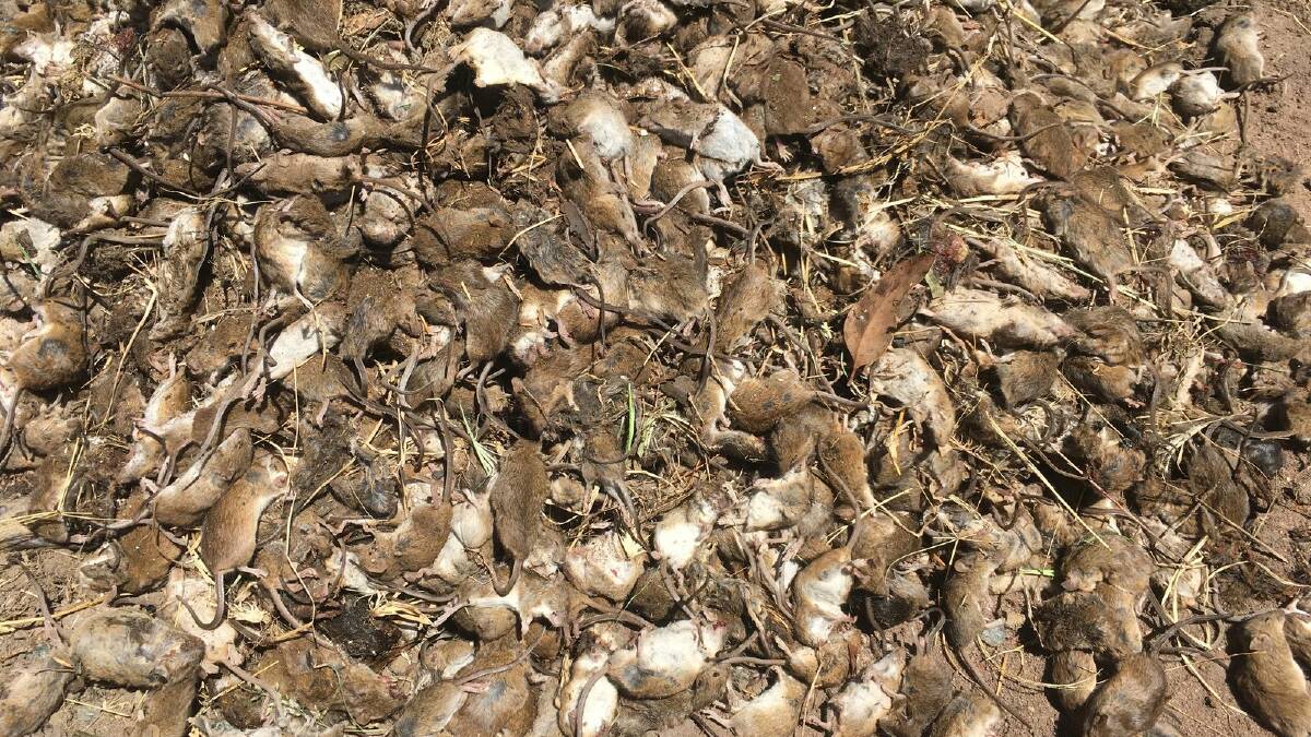 The mouse plague is costing farmers up to $150,000 each. Picture: NSW Farmers 