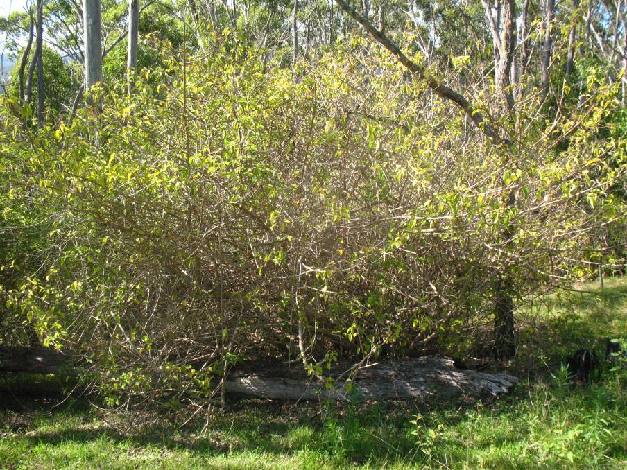 WEEDS: The Granite Borders Landcare Commitee has received $55,000 from the government to remove blackberry and lantana along creeks.