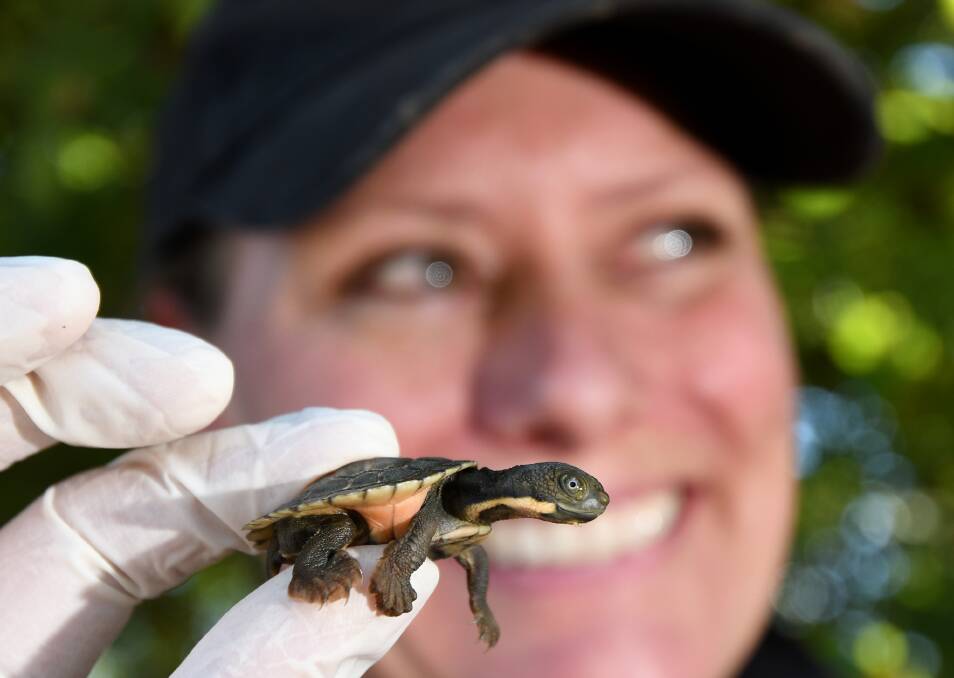 FIGHT TO SURVIVE: UNE researcher Louise Streeting with an endangered Bell's Turtle hatchling. Photo: Gareth Gardner 100418GGC02