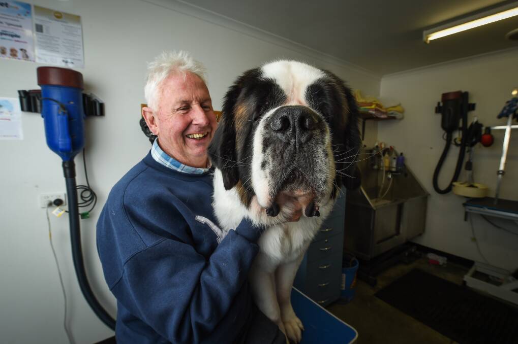 GENTLE GIANT: Louis the 75 kilogram Saint Bernard was in for a wash and blow dry at PetStock Wodonga yesterday before the dog show in Albury this weekend. Picture: MARK JESSER