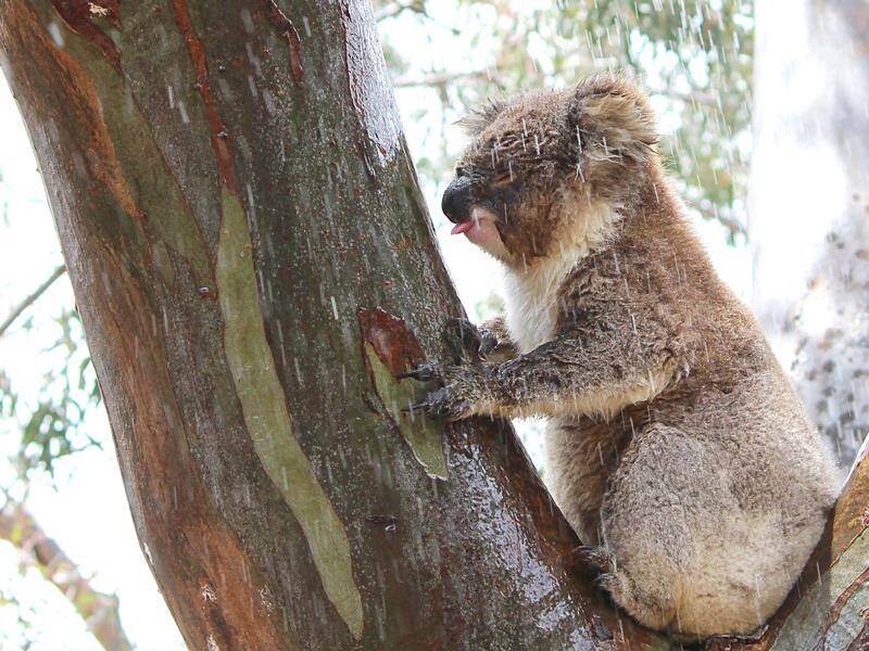 The NSW forestry body has been fined for felling trees that provide hollows for endangered species.