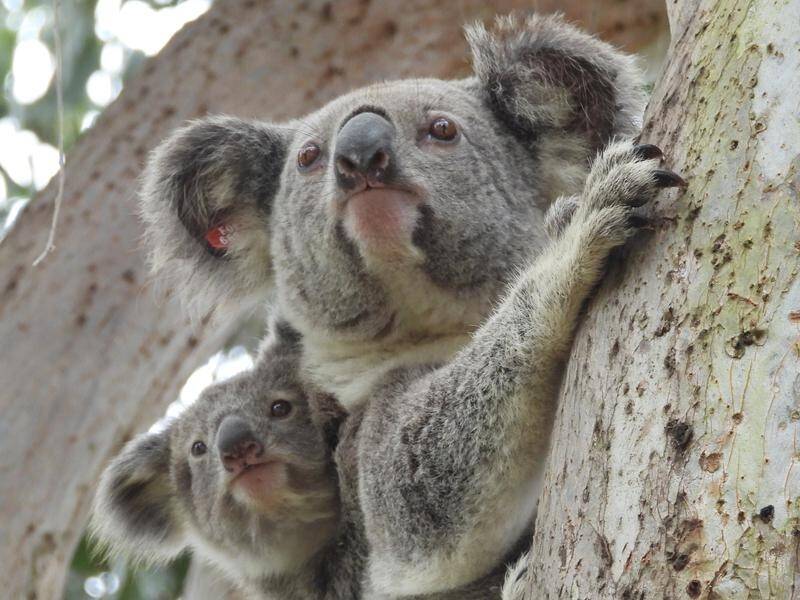 Loss of habitat, cars and dogs are the major threats to endangered koala populations in NSW.