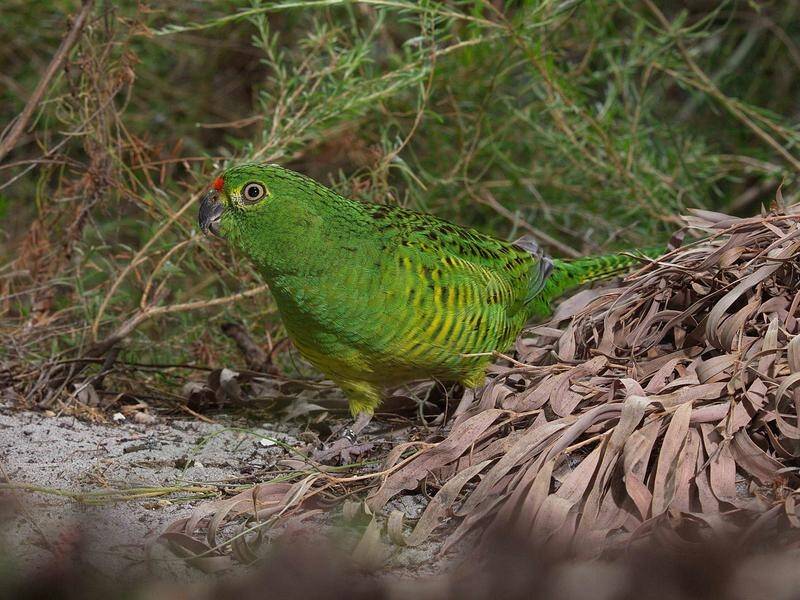 The western ground parrot was the highest-ranked bird in a provisional list of urgent intervention.