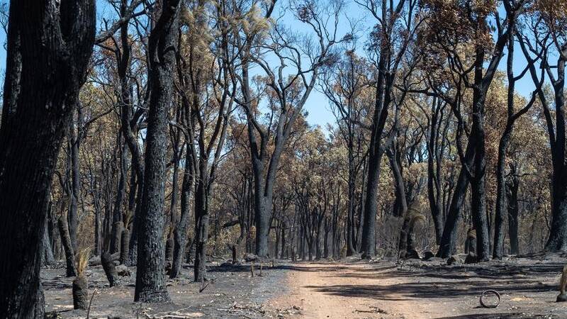 Almost 43,000 hectares of grass and bushland has been burned through in the Tenterfield LGA, while four homes and 21 outbuildings have been confirmed lost. File photo