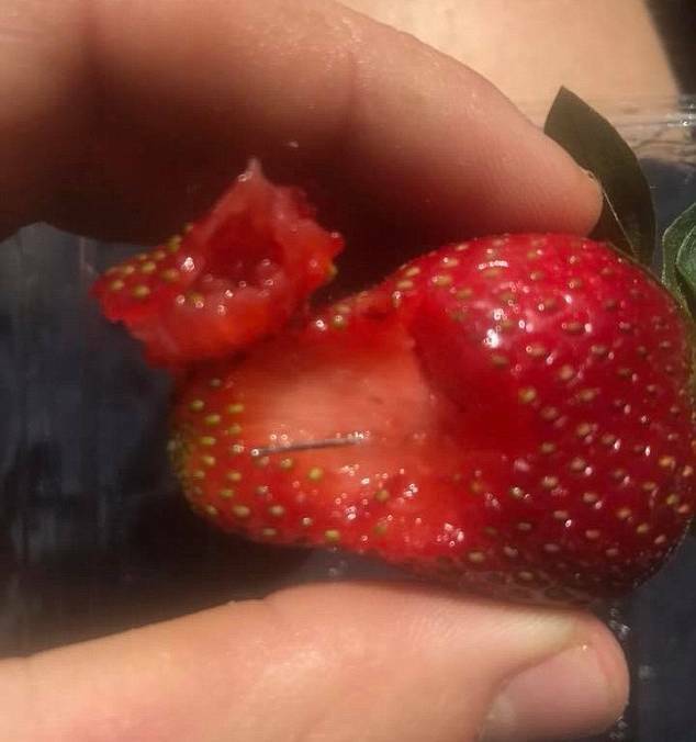 WARNING: Some of the strawberries that have been contaminated by a sewing needle. Photo: JOSHUA GANE